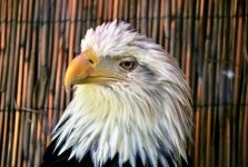 skeptical-eagle.jpg