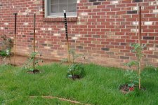 tomato stakes.jpg