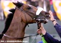 barbaro.jpg