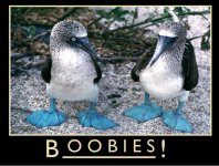 Boobies.jpg