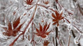 ice storm.JPG