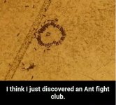 antsacrifice.jpg