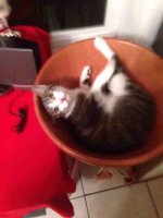 ImageUploadedByTapatalk1388464254.213069.jpg