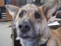 dog.JPG