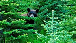 brown-bear-in-the-woods-247114.jpg