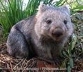 wombat.jpeg