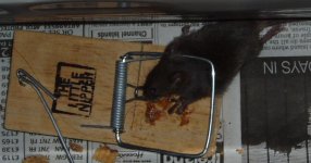 MouseTrap.JPG