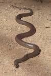 snake.jpg