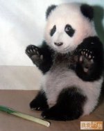Woah Panda.jpg