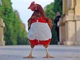chicken playing chicken.jpg