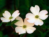 dogwood via hd wallpapers.jpg