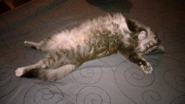 Cat.jpg