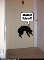funny-pictures-cat-is-scared-of-spiders.jpg