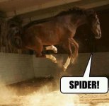 SPIDER-funny-30702047-720-705.jpg