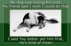 my-dog-was-licking-his-nuts.jpg