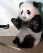 pandahostage.jpg