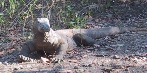 komodo dragon.jpg