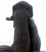 selfephant.jpg