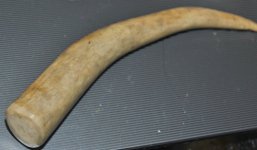 Bone.jpg