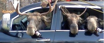 Moosehunter2.JPG