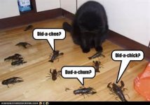 lobstrocity1.jpg