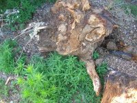 Russian Olivewood Burl.jpg