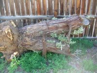 Russian Olivewood Stump.jpg