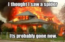 spider.jpg