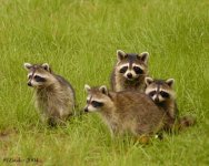 Raccoons.jpg