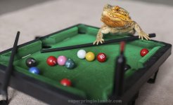 Lizard wrap.jpg