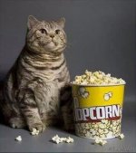 Cat & Popcorn.jpg