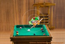 frog.jpg