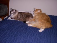 cats.jpg