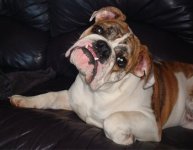 Precious%20Bulldog.jpg