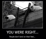 funny cats.JPG