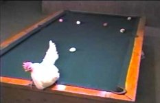 chick.jpg