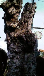 burl2.jpg