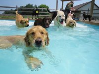 dog-pool-party-lucky-puppy-17.jpg