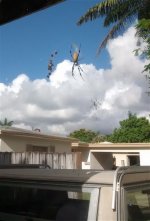 spider.jpg