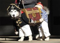 funny_dog_costume.jpg