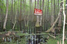Cypress-Swamp-00041.jpg