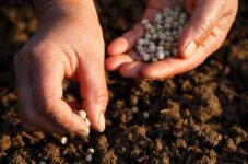 132114-425x282-seedplanting.jpg