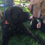 dog boob.jpg