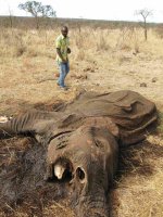 elephant.jpg