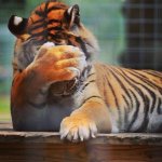 Tigerfan45_facepalm.jpg