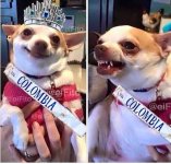 dog miss colombia.jpg