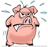 angry-pig-1.jpg
