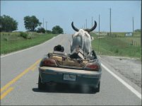 Bull-in-a-convertible.jpg