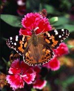 Painted Lady.JPG