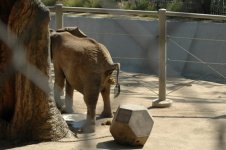 elephant.JPG